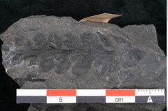 Foto (Detailansicht) von Pecopteris tenuifrondosa Ettingshausen (NHMW-GEO-2024-0188-10283)